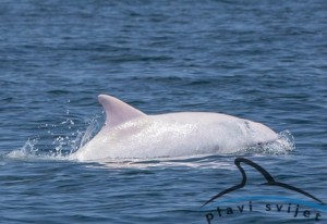 Albus, il delfino albino avvistato nell'Adriatico